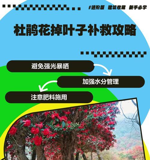 杜鹃夏天叶子上有斑点，如何治疗？（解决杜鹃夏季斑点问题的方法和注意事项）-第2张图片-绿意生活