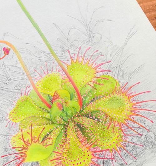 以芽膏菜怎么施肥？（科学施肥，提高芽膏菜产量）-第3张图片-绿意生活