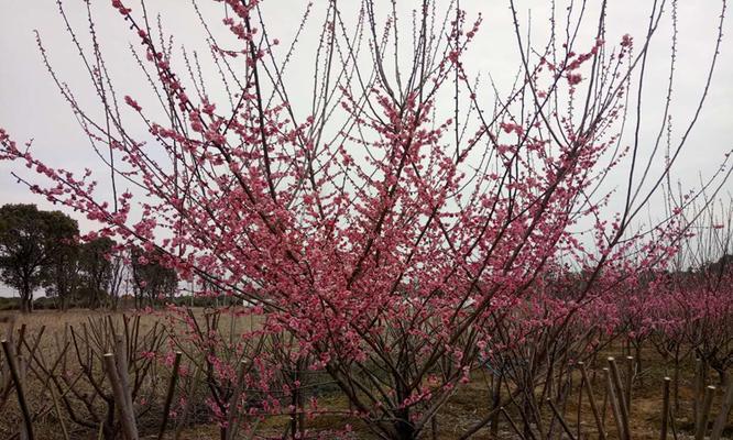 红梅剪枝的技巧（打造优美枝形，促进花芽分化）-第1张图片-绿意生活