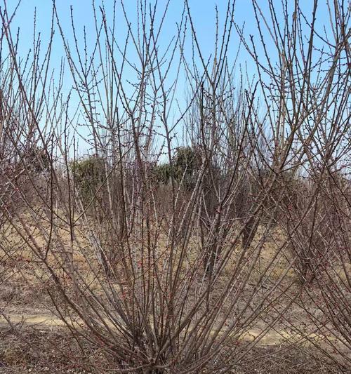 红梅剪枝的技巧（打造优美枝形，促进花芽分化）-第3张图片-绿意生活
