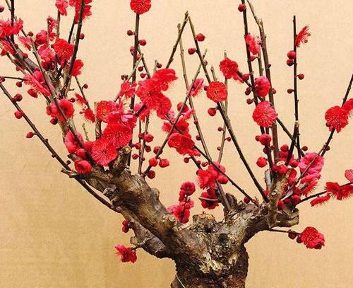 红梅剪枝的技巧（打造优美枝形，促进花芽分化）-第2张图片-绿意生活