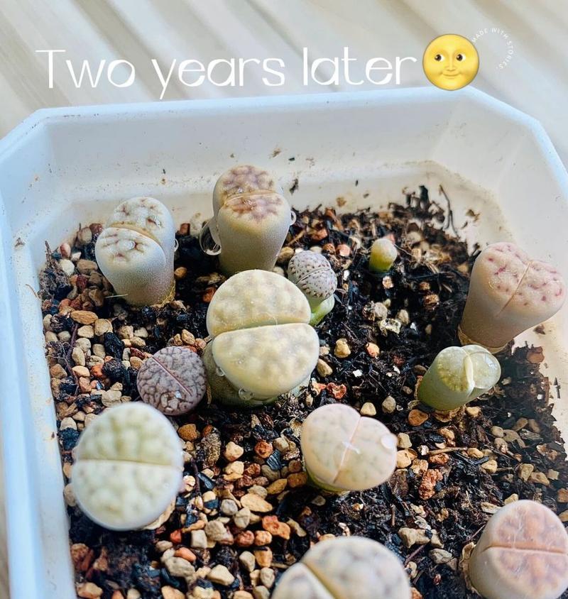如何判断石生花是否化水（掌握关键诀窍，辨别真假石生花）-第3张图片-绿意生活