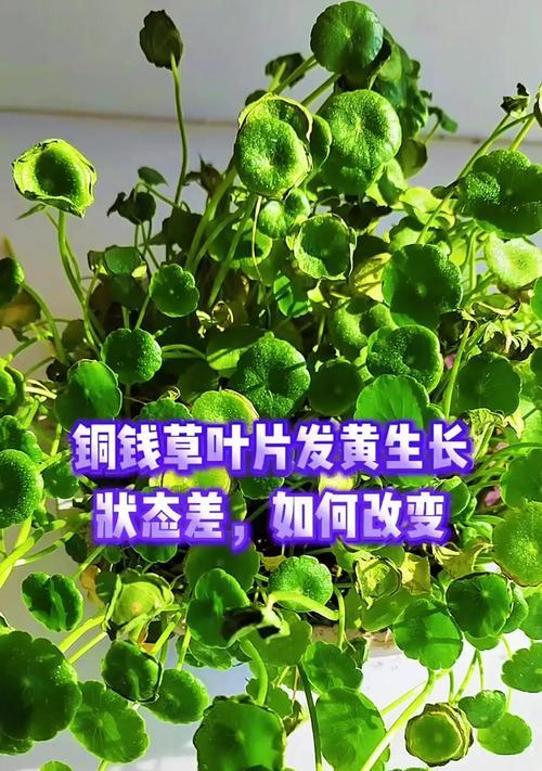 铜钱草的生长方式及关键因素探究（揭秘铜钱草的生长奥秘，解读影响因素）-第2张图片-绿意生活