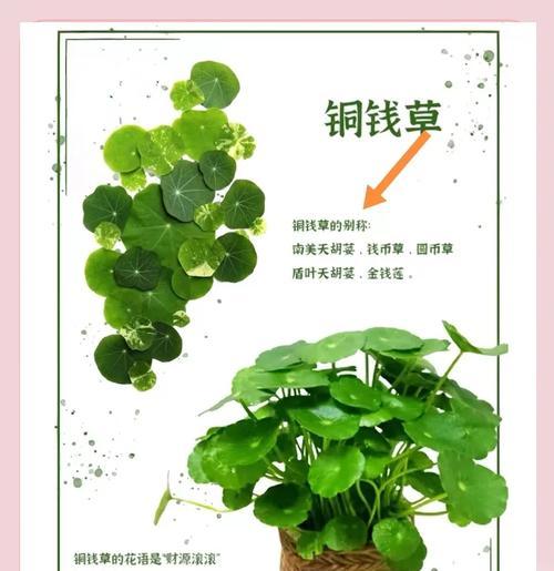 铜钱草的生长方式及关键因素探究（揭秘铜钱草的生长奥秘，解读影响因素）-第1张图片-绿意生活