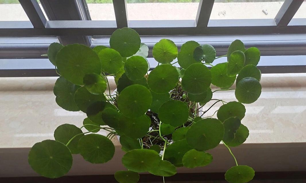 铜钱草的生长方式及关键因素探究（揭秘铜钱草的生长奥秘，解读影响因素）-第3张图片-绿意生活
