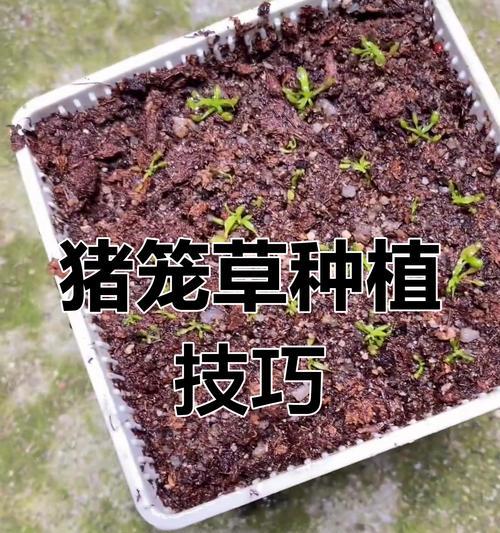 猪笼草的种子传播方式与过程（观察和了解猪笼草如何传播种子）-第3张图片-绿意生活