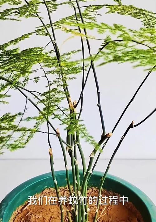 竹子水养叶子发黄的原因及解决方法（揭秘竹子水养叶子发黄的真相，告诉你如何正确护理竹子）-第2张图片-绿意生活