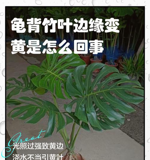 竹子水养叶子发黄的原因及解决方法（揭秘竹子水养叶子发黄的真相，告诉你如何正确护理竹子）-第3张图片-绿意生活