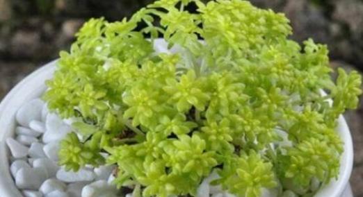 黄金万年草为何难以生存？（探究黄金万年草养活的秘密）-第3张图片-绿意生活