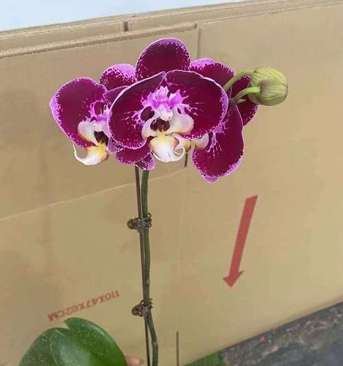 如何在一盆蝴蝶兰中种植最多的株数？（掌握技巧，让你的蝴蝶兰繁衍得更好）-第1张图片-绿意生活