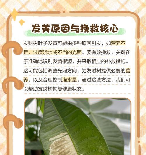 发财树叶子水浇多了发黄问题解决方法（遇到发财树叶子发黄，如何进行正确的护理？）-第3张图片-绿意生活