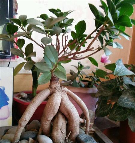 人参榕顶部叶子发黄的原因及解决方法（探寻人参榕顶部叶子发黄的因素，提供解决方案）-第3张图片-绿意生活