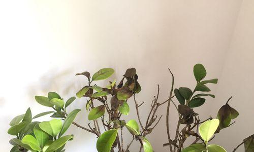 人参榕顶部叶子发黄的原因及解决方法（探寻人参榕顶部叶子发黄的因素，提供解决方案）-第2张图片-绿意生活