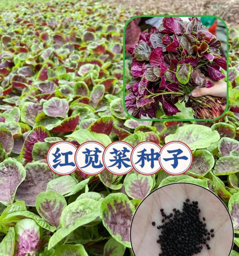 红汗菜的营养价值及健康功效（探究红汗菜的营养成分和多种药用价值，让你吃出健康与美味）-第1张图片-绿意生活
