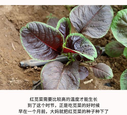 红汗菜的营养价值及健康功效（探究红汗菜的营养成分和多种药用价值，让你吃出健康与美味）-第2张图片-绿意生活
