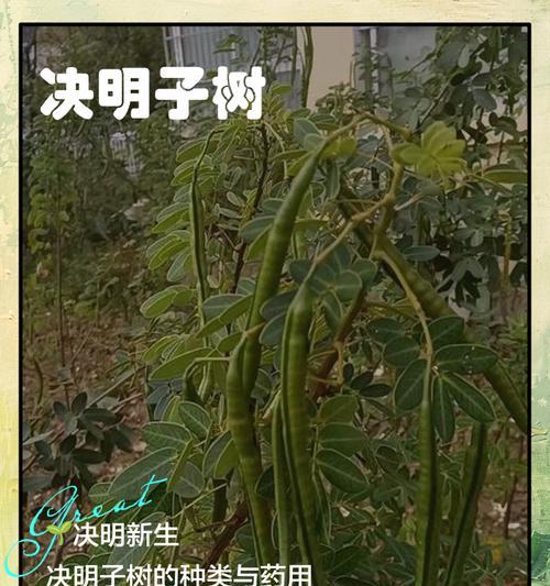 决明子（探寻决明子的生长习性与药用价值）-第3张图片-绿意生活