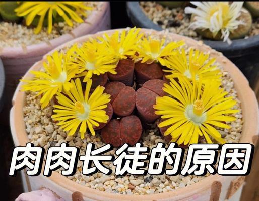 多肉老桩杆长须之奇特生长现象（揭开多肉老桩杆长须的神秘面纱）-第1张图片-绿意生活