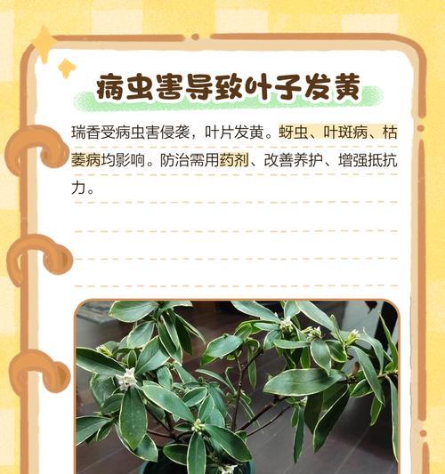 瑞香叶子为何会蔫萎（了解瑞香叶子蔫萎的原因及预防措施）-第1张图片-绿意生活