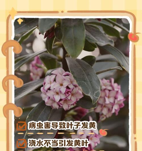 瑞香叶子为何会蔫萎（了解瑞香叶子蔫萎的原因及预防措施）-第2张图片-绿意生活