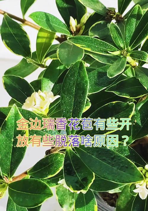 瑞香叶子为何会蔫萎（了解瑞香叶子蔫萎的原因及预防措施）-第3张图片-绿意生活