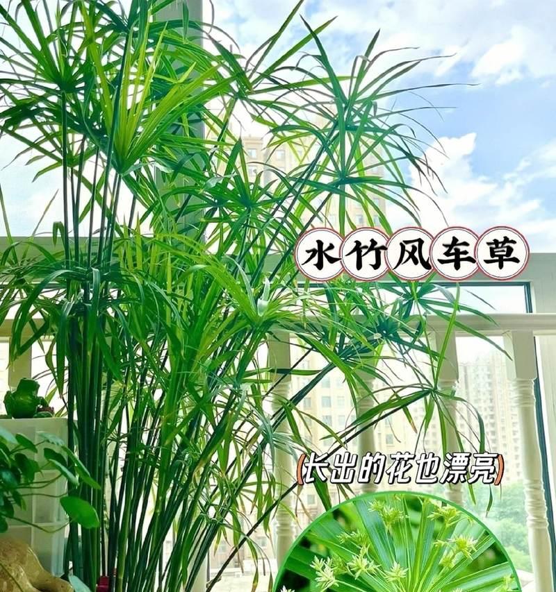 水培助草的培育技巧与方法（以水培粗助草为例，轻松打造室内绿色空间）-第2张图片-绿意生活