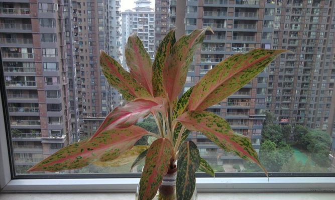 水培助草的培育技巧与方法（以水培粗助草为例，轻松打造室内绿色空间）-第1张图片-绿意生活