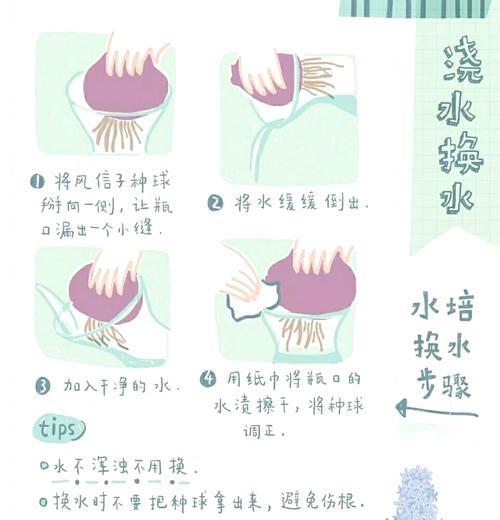 风信子开花后的护理与处理（一起来探究风信子花后的护理方法及技巧）-第3张图片-绿意生活