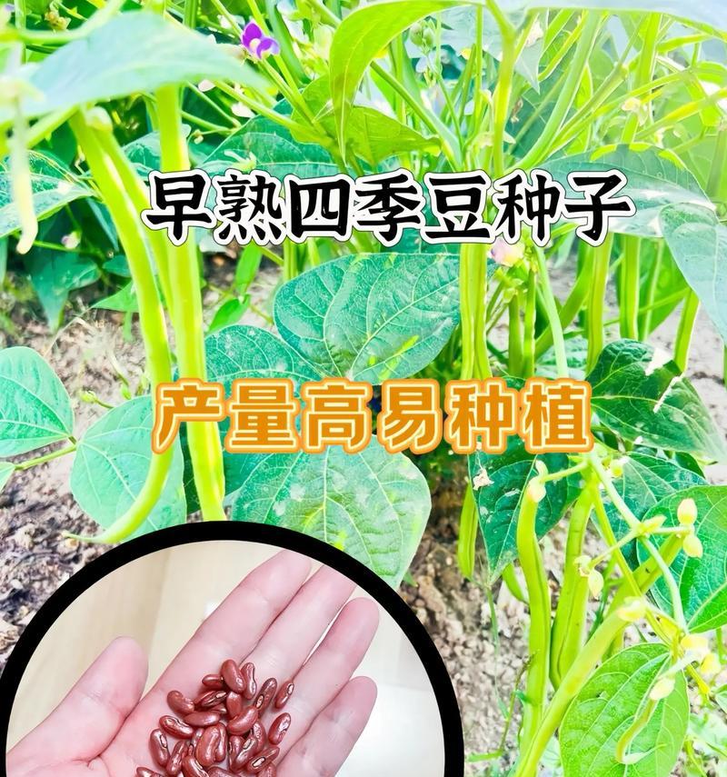 如何分辨种子是否能够成功发芽生长（鉴别种子发芽能力的方法及关键因素）-第3张图片-绿意生活