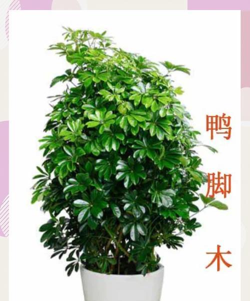 如何正确养护鸭掌木，让它长得更好（鸭掌木养护秘籍，让你的家居更具品质）-第3张图片-绿意生活