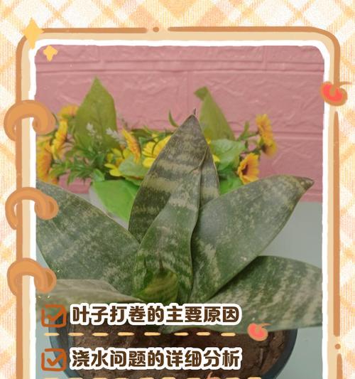 如何处理虎皮兰叶子过窄问题（虎皮兰叶子过窄的原因及解决方法）-第3张图片-绿意生活