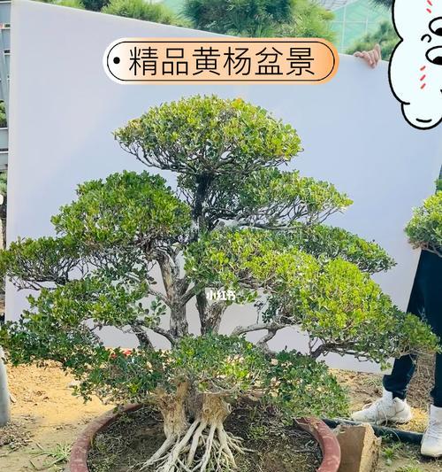 黄杨盆景塑造之美——创意造型技巧分享（探索黄杨盆景的无限魅力，打造独特美学风格）-第3张图片-绿意生活