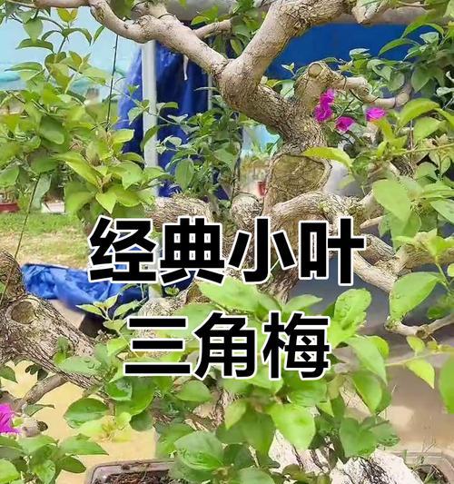 如何延长三角梅的花期？（关键技巧让你的三角梅绽放更久）-第1张图片-绿意生活