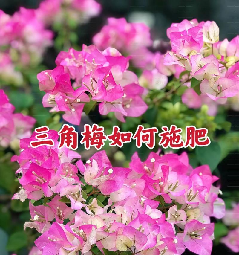 如何延长三角梅的花期？（关键技巧让你的三角梅绽放更久）-第2张图片-绿意生活