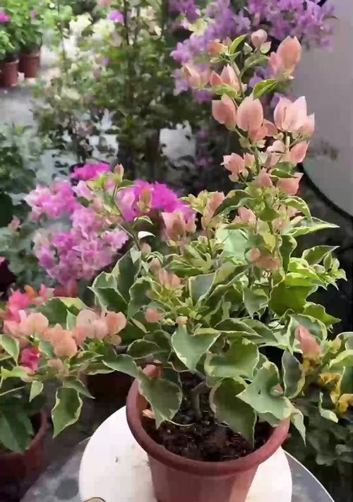 如何延长三角梅的花期？（关键技巧让你的三角梅绽放更久）-第3张图片-绿意生活
