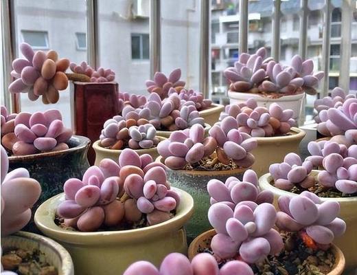 桃蛋养殖方法详解（打造高效桃蛋养殖体系，助力农业发展）-第2张图片-绿意生活