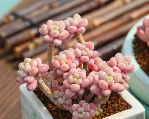 桃蛋养殖方法详解（打造高效桃蛋养殖体系，助力农业发展）-第3张图片-绿意生活