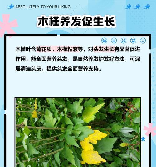木槿什么时候发芽长叶？（探秘木槿生长的奥秘及关键因素）-第1张图片-绿意生活