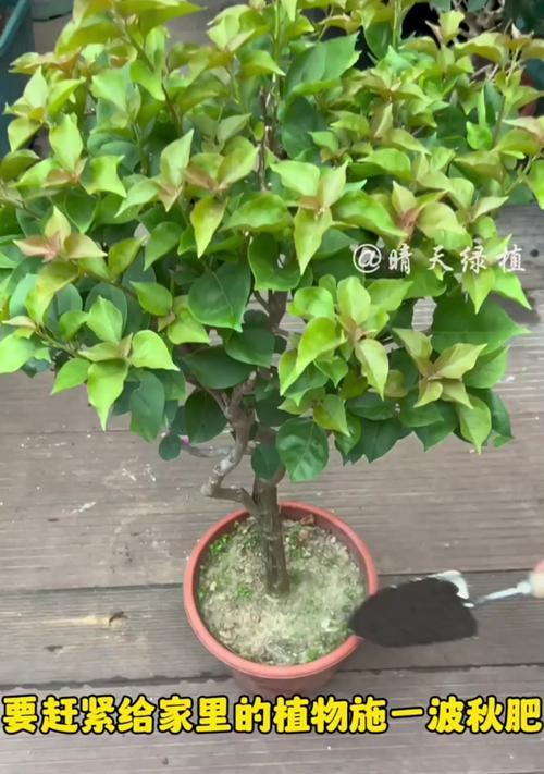花草施肥过量的处理方法（如何应对过度施肥对花草的影响）-第1张图片-绿意生活
