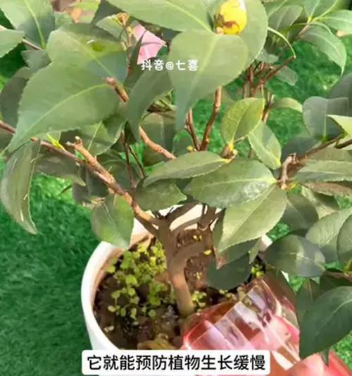 花草施肥过量的处理方法（如何应对过度施肥对花草的影响）-第3张图片-绿意生活