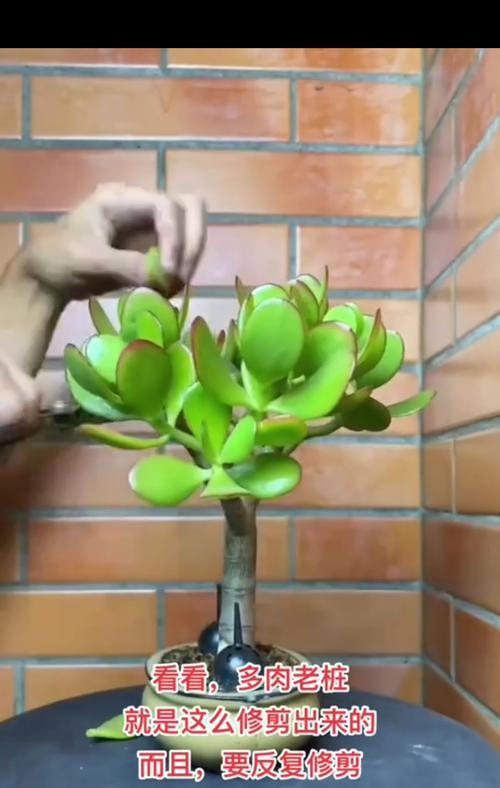 多肉植物干透的全过程（关于多肉植物如何干透的实用指南）-第1张图片-绿意生活