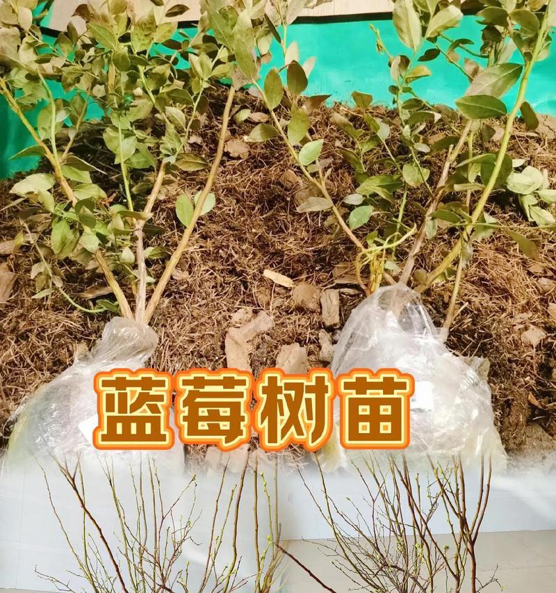 蓝莓剪枝时间及方法详解（掌握正确的剪枝时间和技巧，提高蓝莓产量）-第2张图片-绿意生活