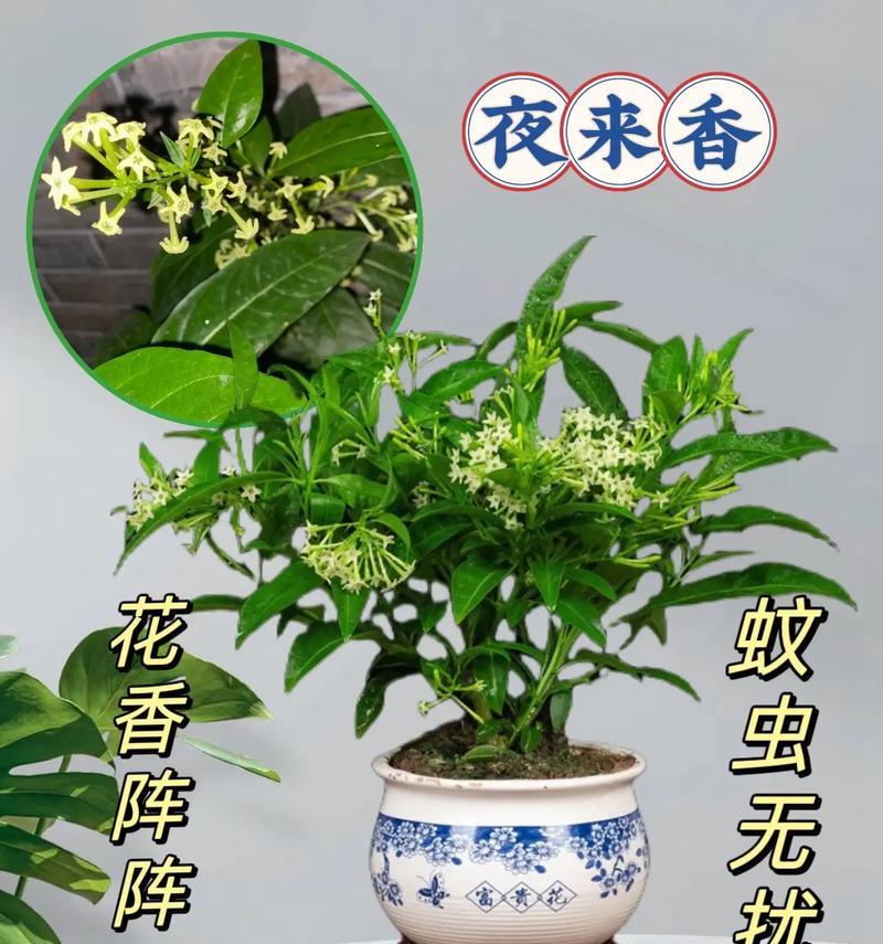 夏季盆景养护技巧之保湿秘籍（室内盆景保湿要点与技巧）-第2张图片-绿意生活