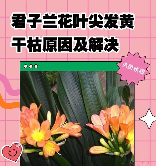 解决君子兰浇水后的臭味问题（臭味来源及处理方法）-第1张图片-绿意生活