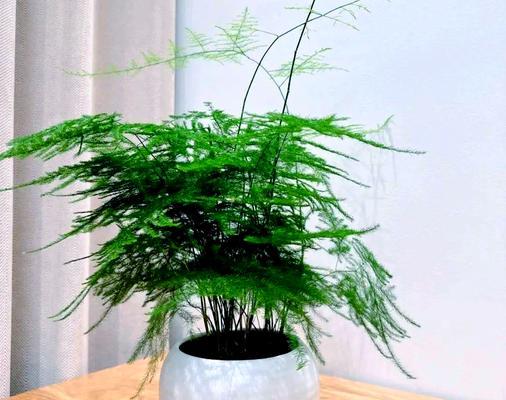夏天文竹怎么养浇水（科学浇水技巧让夏天文竹茁壮成长）-第3张图片-绿意生活
