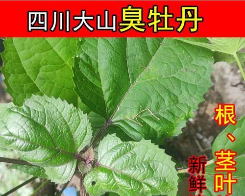 四季牡丹生根的技巧与方法（培育健康四季牡丹的秘诀与经验）-第3张图片-绿意生活