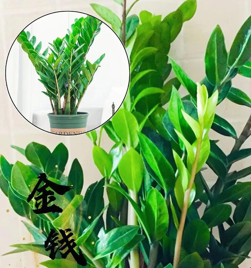 如何正确修剪盆景金钱树（掌握关键技巧，让你的盆景金钱树更美丽茂盛）-第1张图片-绿意生活
