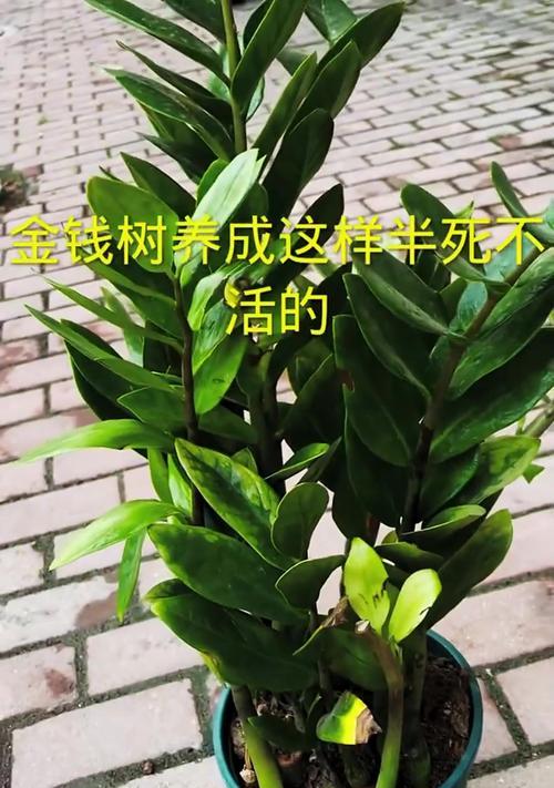 如何正确修剪盆景金钱树（掌握关键技巧，让你的盆景金钱树更美丽茂盛）-第2张图片-绿意生活