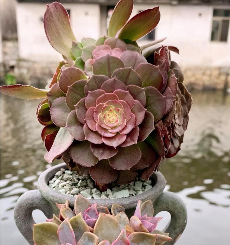 多肉魔法师（多肉植物养护指南及繁殖技巧）-第3张图片-绿意生活