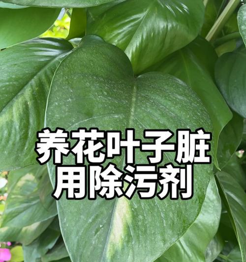 花叶上有白碱，该如何处理？（白碱对花叶的影响及有效处理方法）-第2张图片-绿意生活