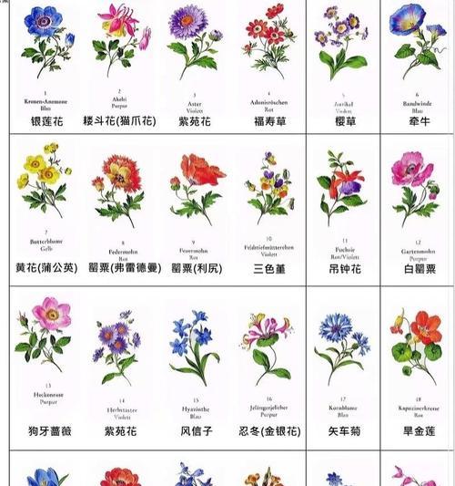 冷天怎么养满天星？（让你的满天星在寒冷的冬季中绽放光彩）-第2张图片-绿意生活